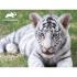 Puzzle 3D - Bijeli tigar 63 kom 31x23cm Animal Planet